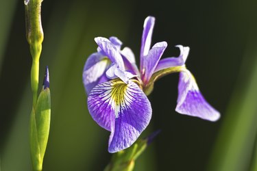 Iris xiphium, commonly known as the Spanish Iris