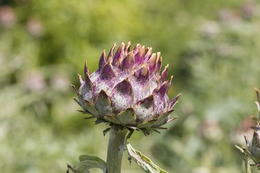 Purple cardoon (Cynara cardunculus)