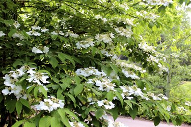 White viburnum flowers on garden shrub (plicatum tomentosum 'Mariesii')