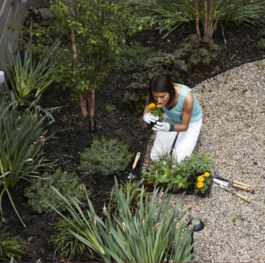 Gardening in urban backyard