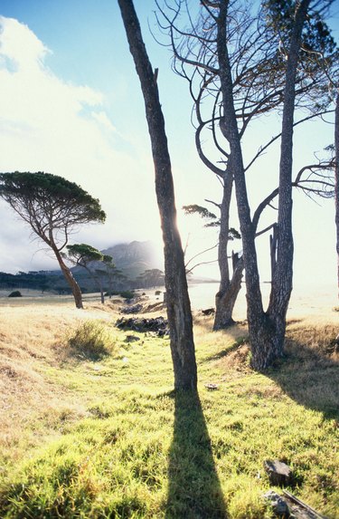 Trees on savanna, Africa