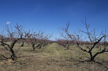 Bare peach orchard, early Spring, Georgia, USA