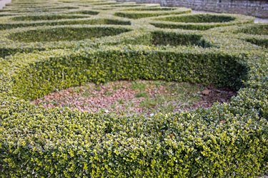 Box Hedge Circles