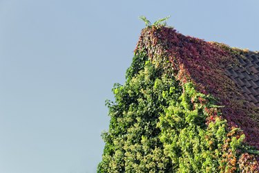 Roof overgrown with climbing hydrangea und Virginia creeper