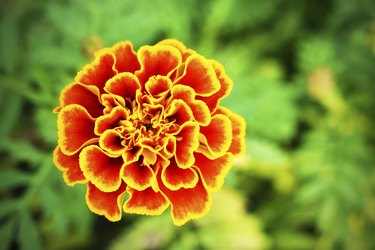 Close up yellow marigold in mome garden