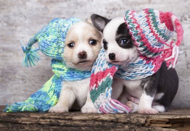 puppies wearing a knit hat