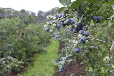 The Blueberry Patch