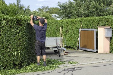 Clipping a hedge, gardening