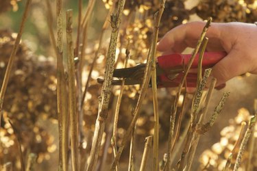 Pruning in Spring