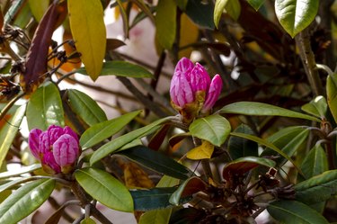 Various Blooming Trees at Rhododendron Farm