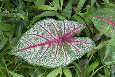 Caladium Leaf. water droplets  (XXL suitable for cropping)