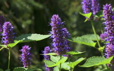 Purple Flowers