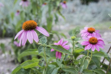 coneflower