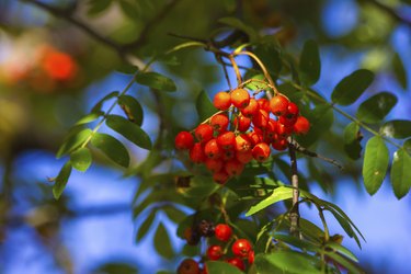 Ashberry in autumn