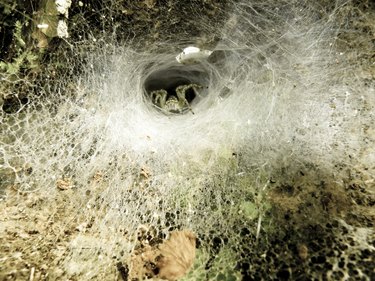 Funnel-web spider