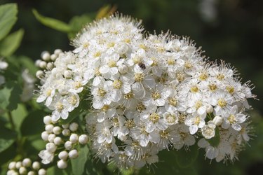 Flowers viburnum opulus.