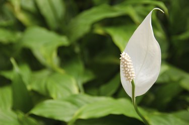 Spathiphyllum, Peace lily