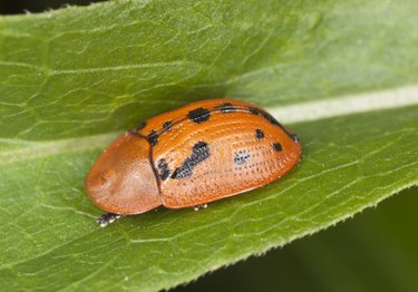 Fleabane Tortoise Beetle (Cassida murraea)