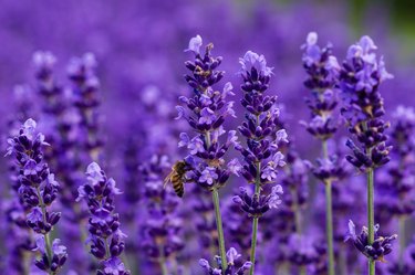 Honey bee on lavender