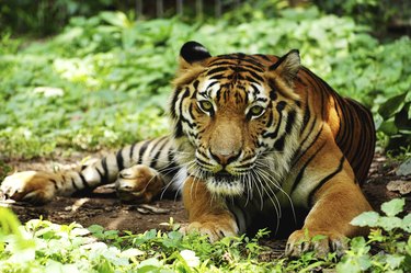 Indochinese tiger