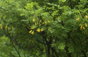 Acacia branch with rain drops and  flowers