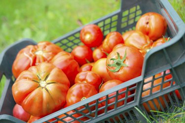 The tomato (Solanum lycopersicum)