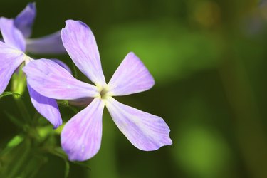 Pink flowers. Phlox divaricata