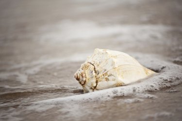 Conch shell of Virginia Beach