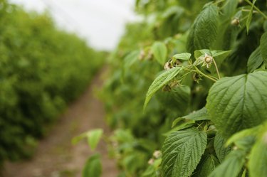 Raspberry plans in a polytunnel, springtime.