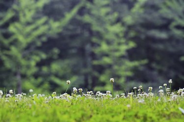 Clover flowers