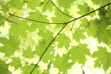 Green Leaves - Maple