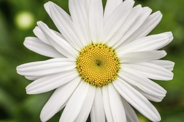 Closeup of summer wildflowers - Daisy