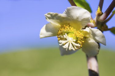 Kiwi flower