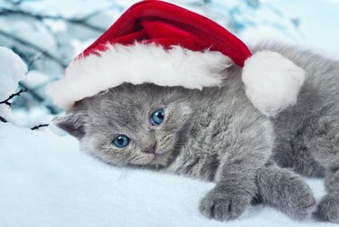 Little kitten wearing Santa's hat