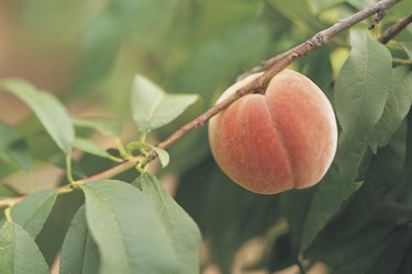 Peach on branch