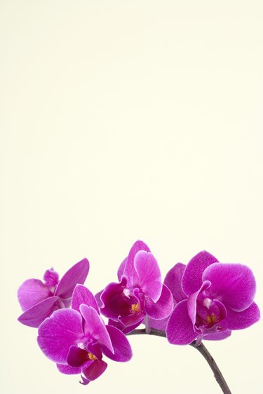 Orchids