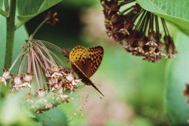 Butterfly nectaring on milkweed flowers