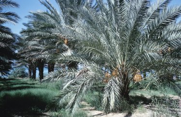 Row of date palm trees