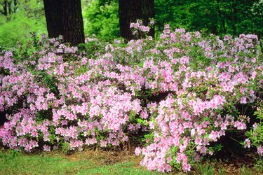 Blossoming shrubs