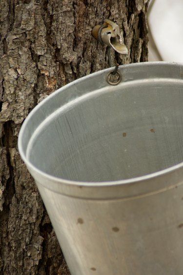 Spout and bucket on sugar maple tree