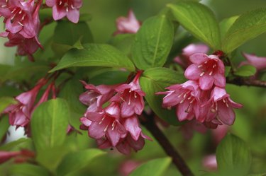 Weigela