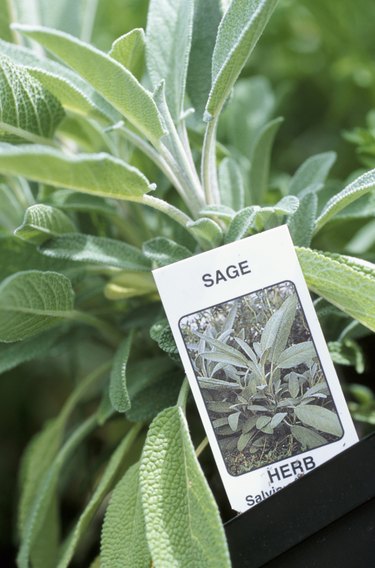 Sage plants