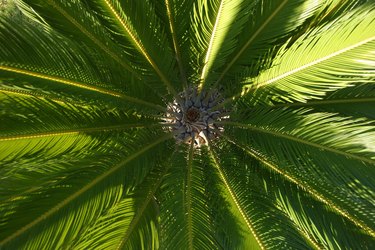 Palm tree leaves