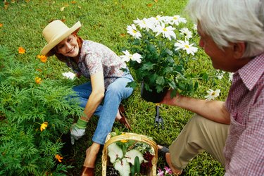 close-up of a mature couple gardening together