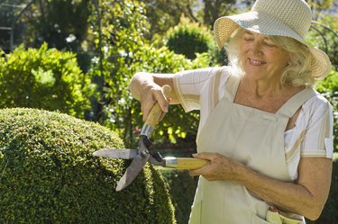 Woman trimming hedges with shears