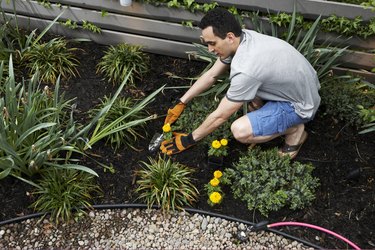 Gardening in urban backyard