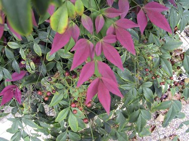 Nandina Fall Color