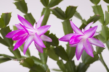 Pink christmas Zygocactus (syn. Schlumberga) flower