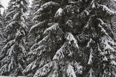 Spruce tree covered in snow