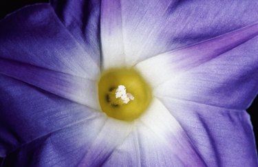 Close-up of morning glory flower